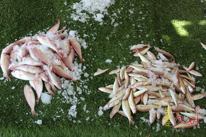 بالفيديو.. صحيفة حمساوية: الشرطة البحرية تتاجر بالسمك الملوث مع الصيادين