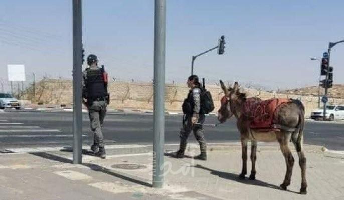 يستخدم في أعمال "مقاومة".. شرطة الاحتلال تصادر "حماراً" في القدس