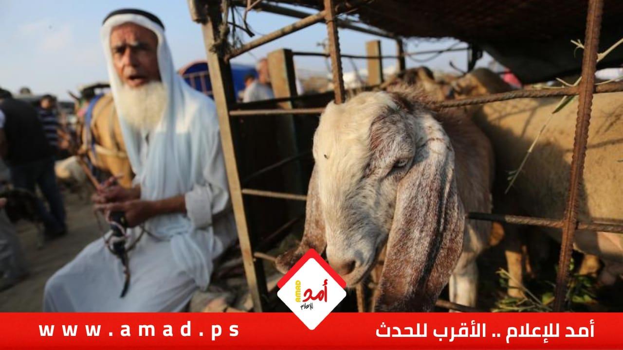 زراعة حكومة حماس: إدخال كميات كافية من العجول وتهيئة (130) مسلخ في قطاع غزة