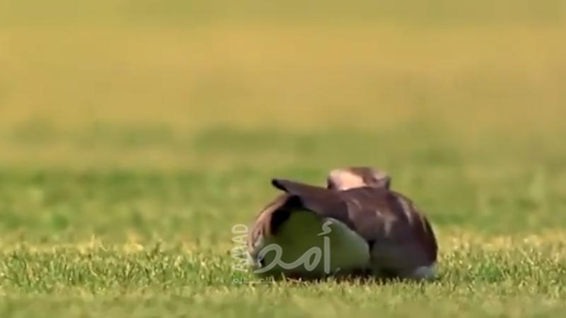 طائر يقتحم  مباراة ويضع بيضة داخل أرضية الملعب..فيديو