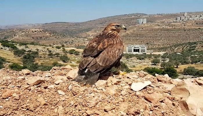 جمعية "طبيعة فلسطين" بالتعاون مع وزارة الزراعة تعيد طائر مهدد بالانقراض