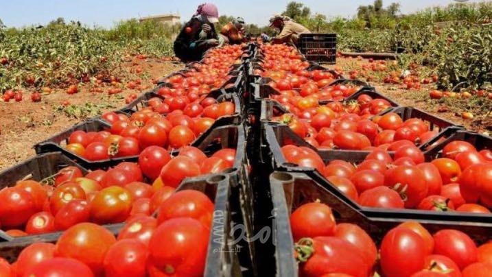 وصفات طبيعية للعناية بالبشرة من الطماطم