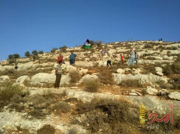 زراعة أشتال زيتون في قرية التوانة جنوب الخليل