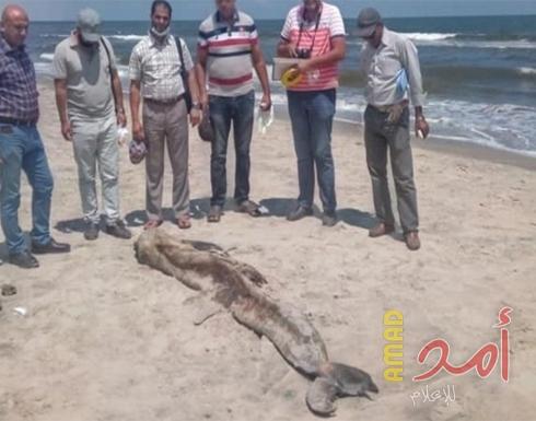 بالصور..حيوان غريب على شواطئ مصر يثير الرعب بسبب ضخامته