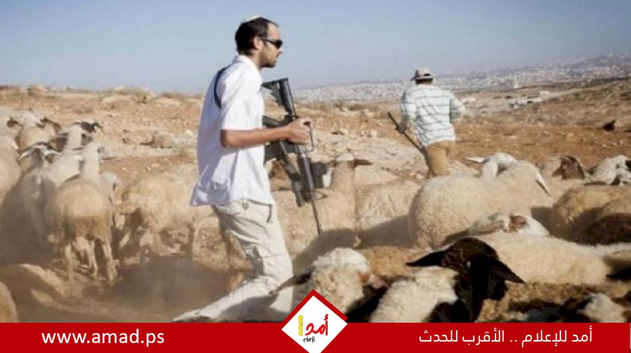 مستوطنون يعتدون على راعي أغنام غرب أريحا ويهددونه بالسلاح