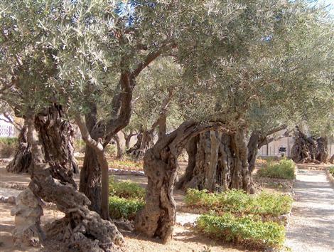 زيتونة فلسطين (سوسن داوودي)