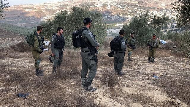 نابلس: مستوطنون يسرقون ثمار الزيتون من أراضي "دير الحطب"