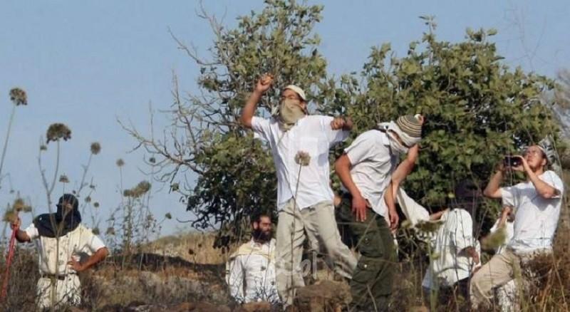 مستوطنون يهاجمون قاطفي الزيتون في نحالين غرب بيت لحم