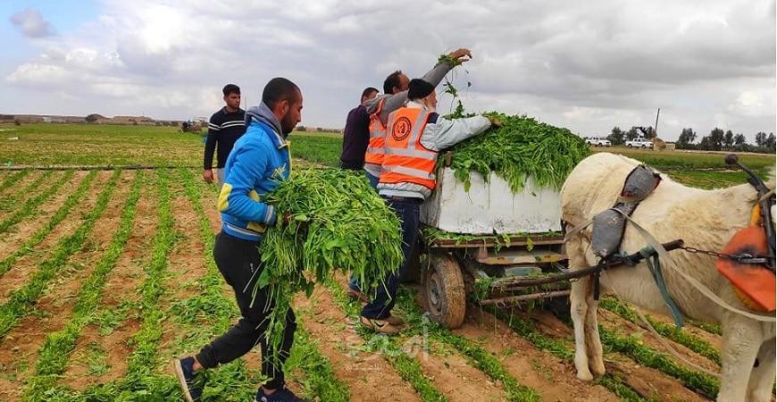زراعة حماس تعلن أراضي المزارعين شرق غزة "مناطق منكوبة"