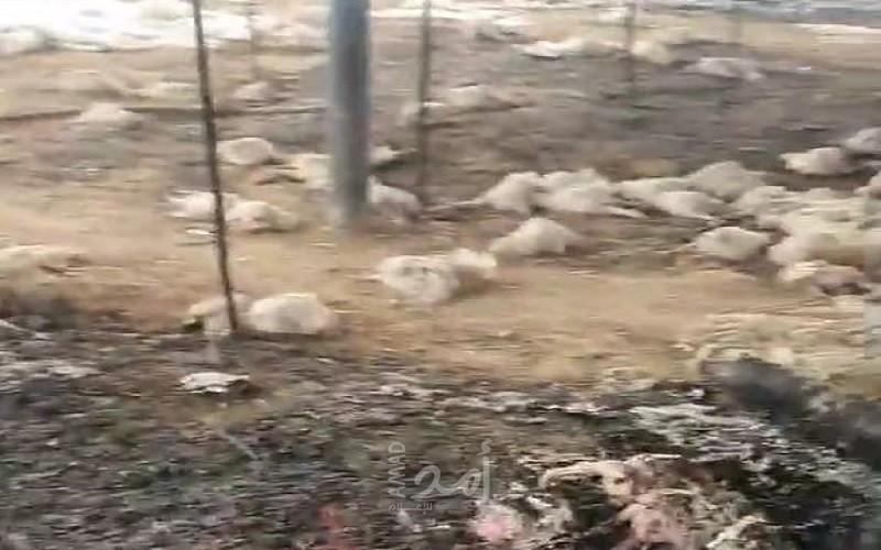 حريق في مزرعة بالمغازي يؤدي إلى نفوق ٣٥٠٠ دجاجة