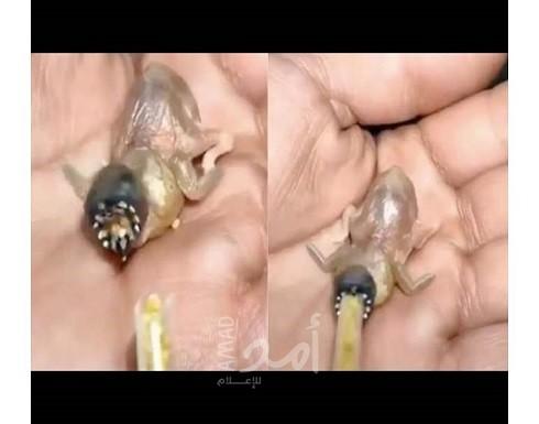 بالفيديو.. كائن غريب يثير دهشة السوشيال ميديا
