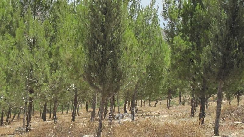 رام الله: وزارة الزراعة تؤكد استمرارها في زيادة مساحة الأراضي المزروعة وحمايتها