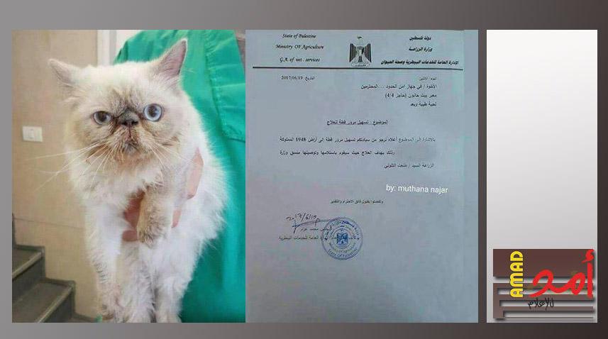 نقل "قطة" بحالة حرجة من قطاع غزة للعلاج في إسرائيل