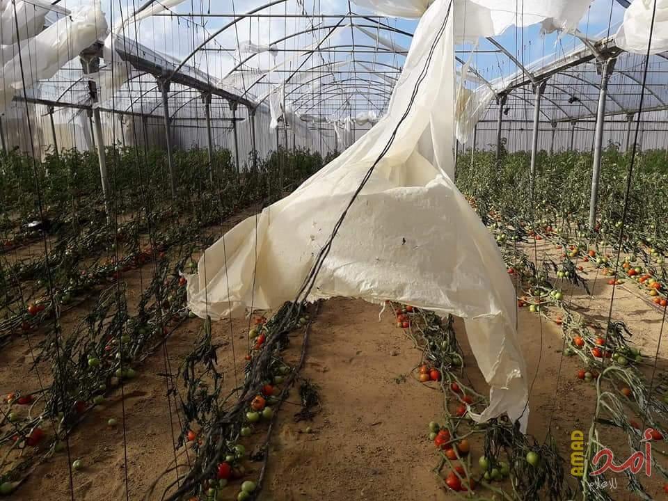 الزراعة بغزة تحذر من موجة الحر وتصدر إرشادات لتفادي الخسائر