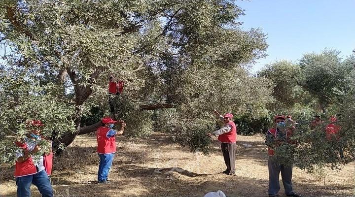 غزة: الوحدة العمالية تنظم يوم تطوعي لمساعدة المزارعين في جني الزيتون