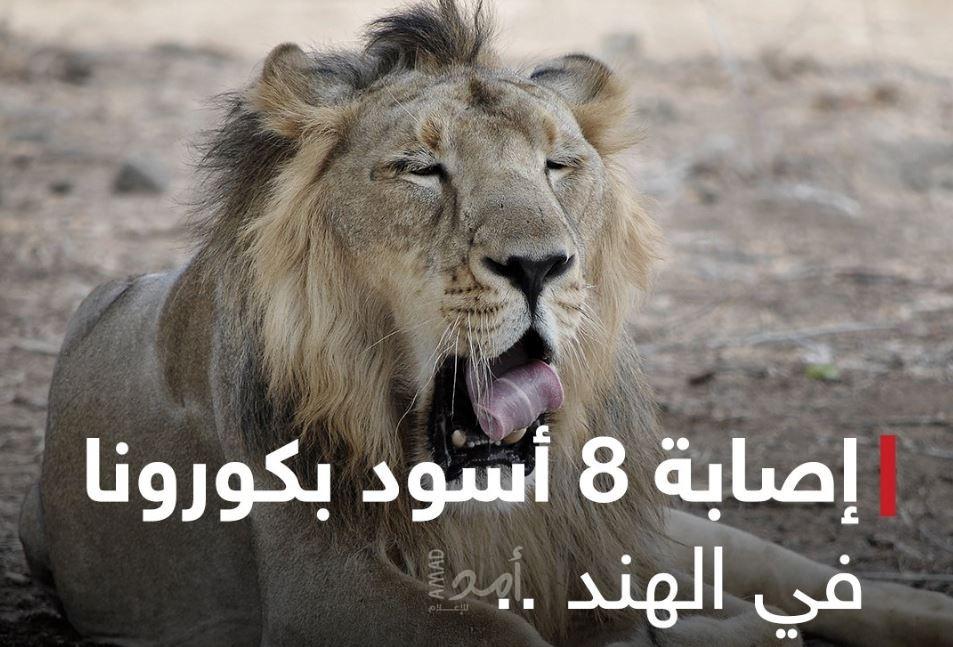 إصابة 8 أسود في حديقة حيوان هندية بـ"كورونا"