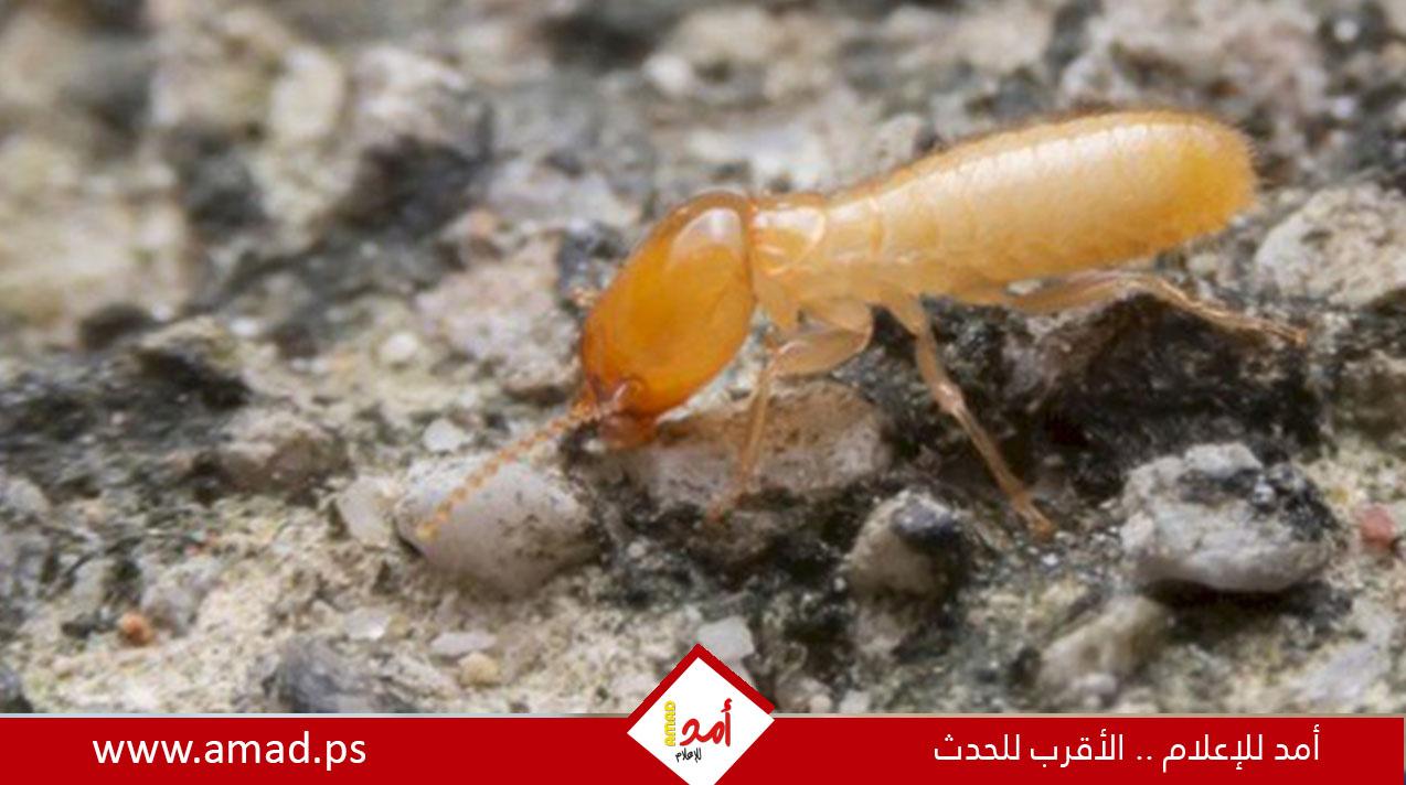 6 عادات يومية قد تجذب الآفات والحشرات إلى منزلك دون أن تشعر