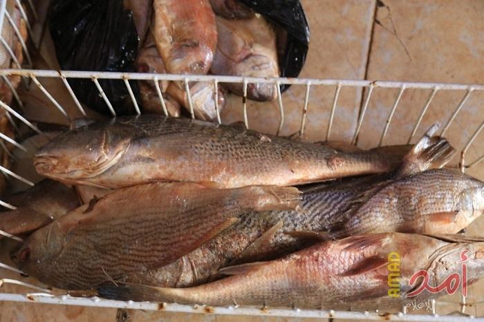 بلدية خان يونس تضبط 200 كجم مجمدات ودواجن غير صالحة للاستهلاك الآدمي