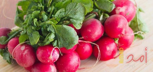 معلومة طبية عن فوائد الفجل