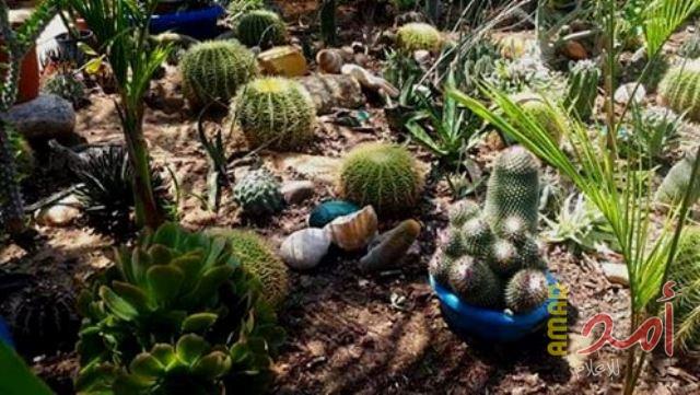 تقرير بالصور - "نبات الصبّار".. علاج بديل ومصدر رزق لسكان قطاع غزة