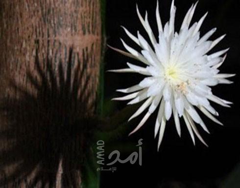 صبّار زهرة القمر ينمو في فاصل زمني رائع ونادر.. فيديو