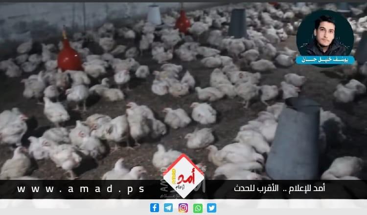 شاهد- تحقيق استقصائي:  غزة تأكل الدجاج الفاسد!