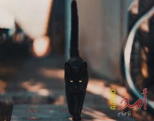 قط يثأر من ثعلب سرق طعامه