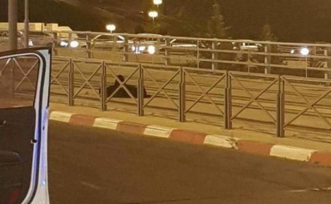 نادي الأسير: قرار بالإفراج عن المعتقلة "خولة الشحاتيت" دون النظر بالقضية