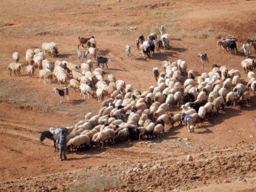 مستوطنون يهددون سكان الأغوار إذا استخدموا المراعي