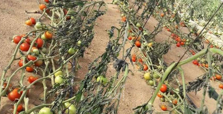 "هآرتس": إسرائيل ستمنع تصدير المنتجات الزراعية الفلسطينية عبر الأردن من "الأحد"