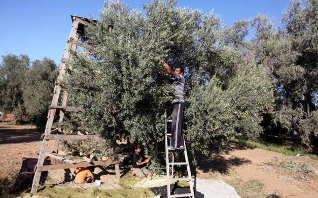 بروتوكول تعاون بين فلسطين والجزائر في المجال الزراعي والصيد