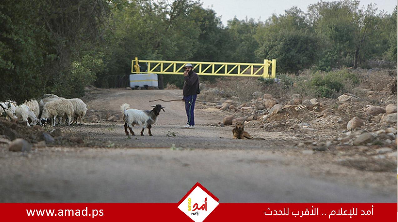 جنود الاحتلال يسرقون مئات رؤوس الماعز من سوريا وينقلونها إلى مستوطنات بالضفة الغربية