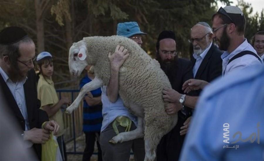 محافظة القدس: 7 محاولات لإدخال "قرابين" للمسجد الأقصى خلال "الفصح اليهودي" هذا العام