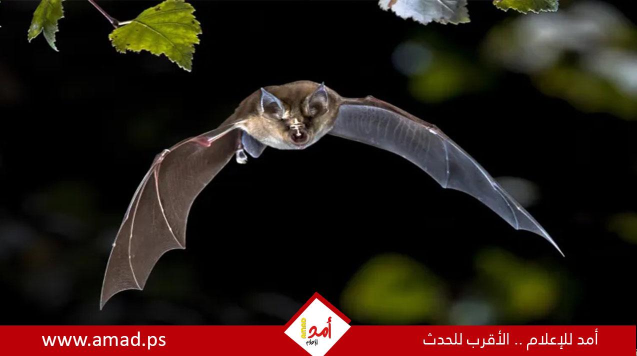 اكتشاف فيروس كورونا جديد لدى الخفافيش في البرازيل