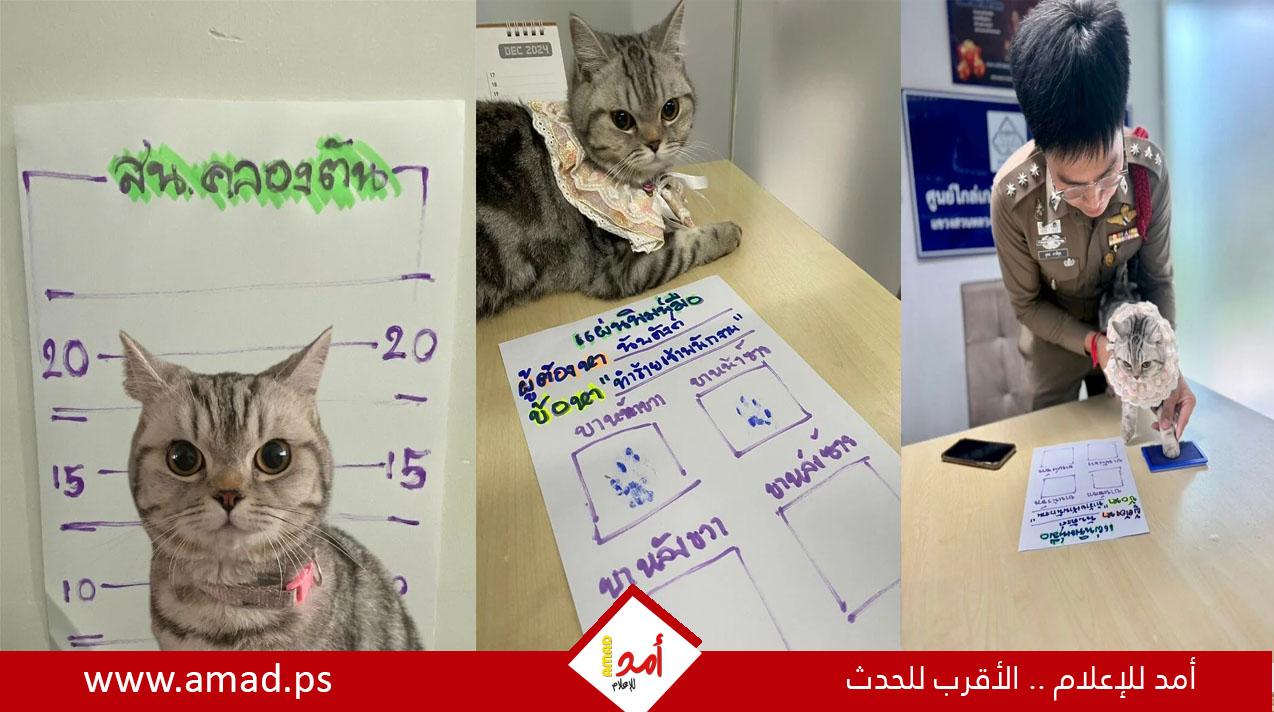 قطة أمريكية "مجرمة" تتصدر صحف تايلاند بعد القبض عليها بطريقة كوميدية