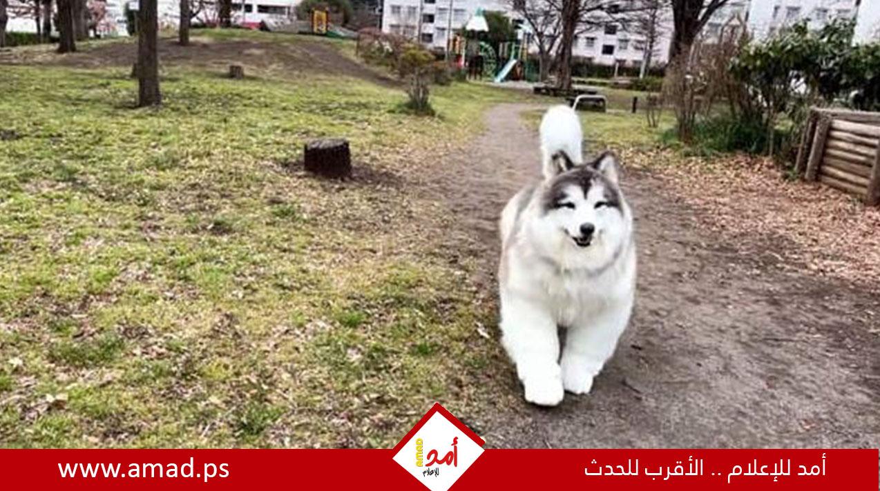 رجل ينفق 15 ألف دولار ليرتدي زي كلب واقعي