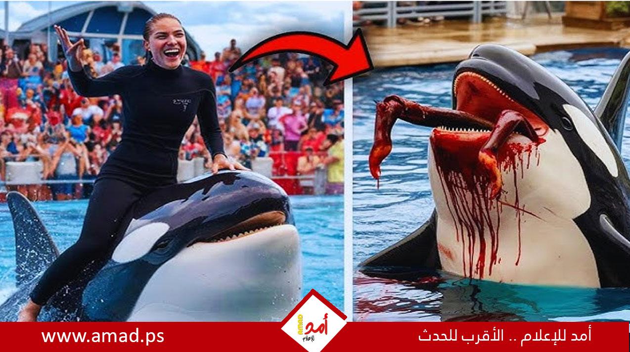 ما هى حقيقة قصة هجوم حوت الأوركا على مدربته؟