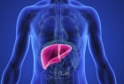 علماء يبتكرون أكبادا مصغرة تُحقن فى الجسم لتتولى وظائف الكبد الفاشل