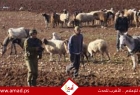 العفو الدولية: إسرائيل تنفذ حملة تطهير عرقي في الضفة الغربية