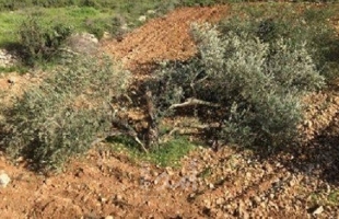 نابلس: جيش الاحتلال يهدم غرفة زراعية ويقتلع أشجار  زيتون في قرية قصرة 