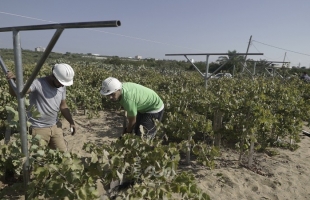 العمل الزراعي بغزة يبدأ برفع أشتال العنب لــ 125 دونم في محافظة غزة