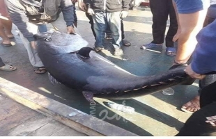 اصطياد سمكة ضخمة قبالة سواحل غزة