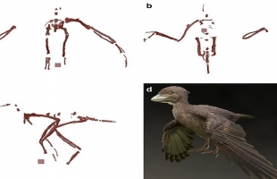 اكتشاف بقايا الطيور الصغيرة المصاحبة للديناصورات