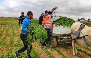 بالصور- خسائر المزارعين بسبب رش جيش الاحتلال المبيدات السامة شرقي قطاع غزة
