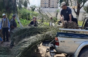 زراعة غزة وجمعية الرحمة تواصلان توزع أشجار نخيل على المزارعين