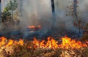 نابلس: مستوطنون يحرقون مساحات زراعية واسعة