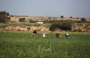 جيش الاحتلال يلغي "تصريح البطاقة" للمزارعين الفلسطينيّين