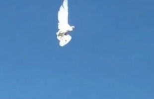 طائر يتجمد أثناء تحليقه في السماء .. فيديو