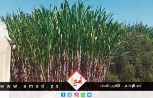 المزارع الفلسطيني "محمد قديح" يعيد زراعة أرضه بقصب السكر بدلاً من الزيتون - فيديو