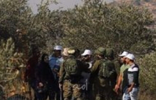 نابلس: مستوطنون يقتلعون (40) شتلة زيتون ويسرقونها في جالود